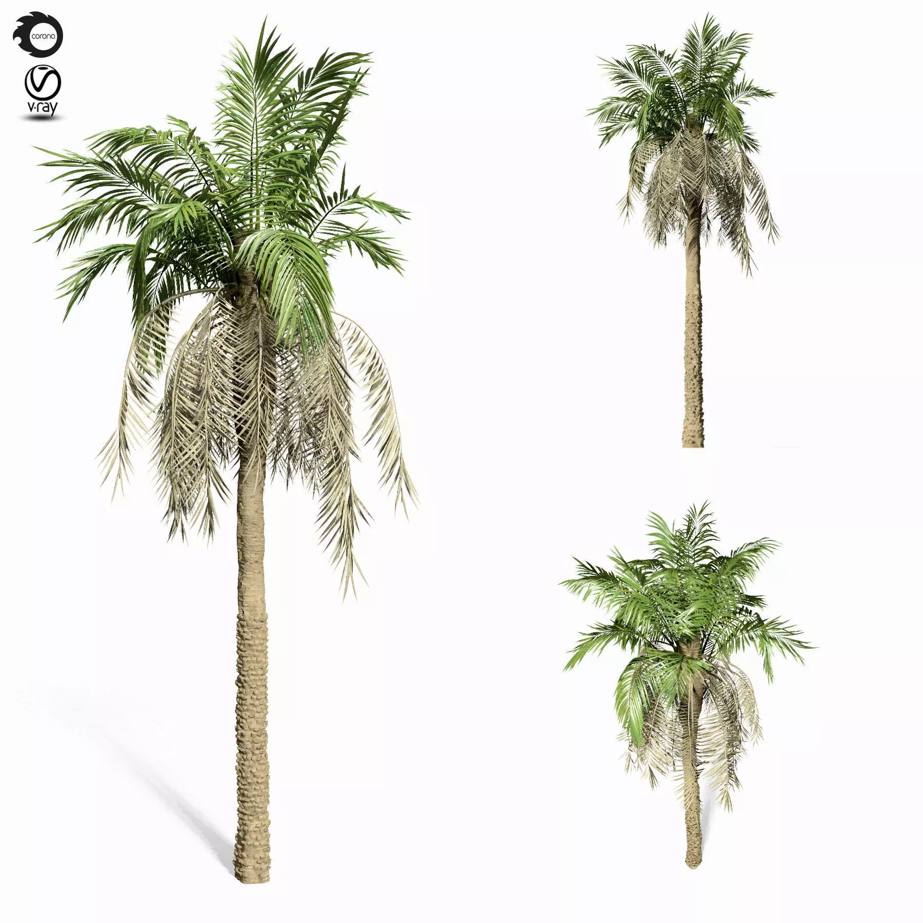 palm tree 8s 3D model_0