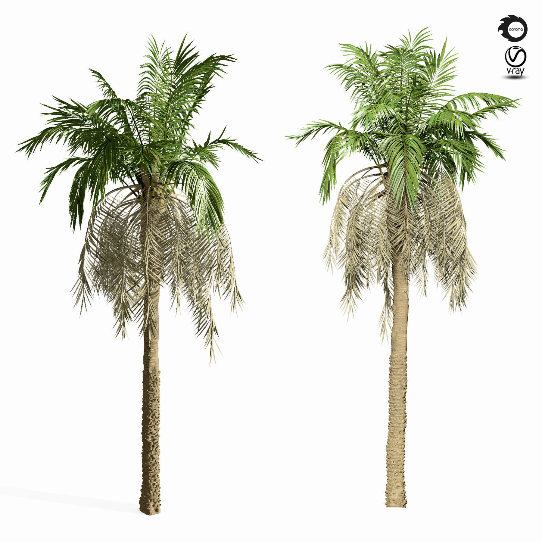 palm tree 8s 3D model_2