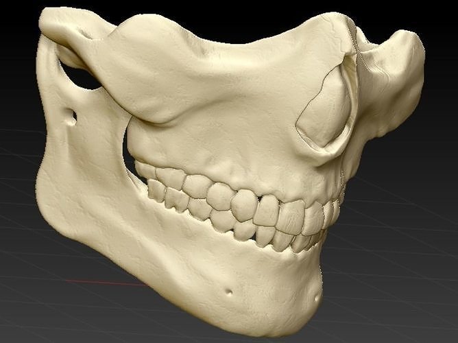 Human Skull face mask for covid airsoft and cosplay 3d printable 3D print model