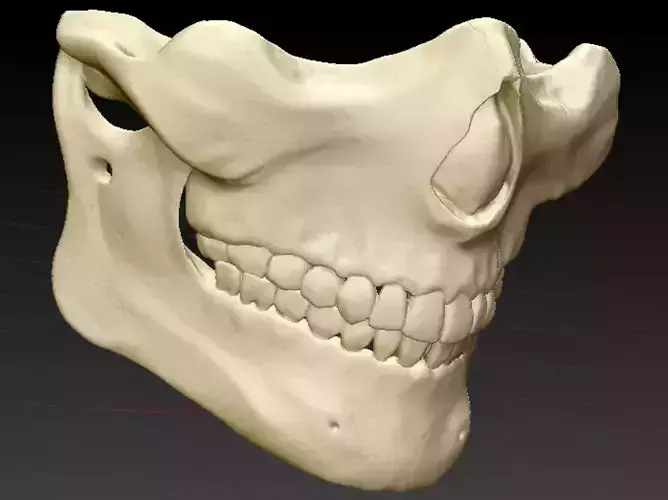 Human Skull face mask for covid airsoft and cosplay 3d printable 3D print model