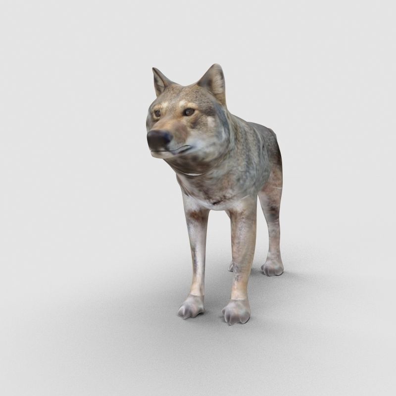 Wolf Model 3D model_3