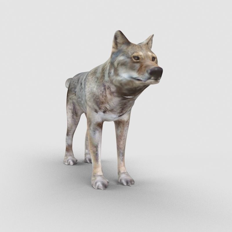 Wolf Model 3D model_2