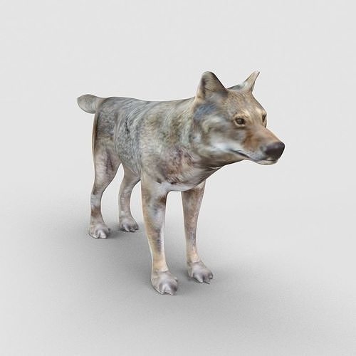 Wolf Model 3D model