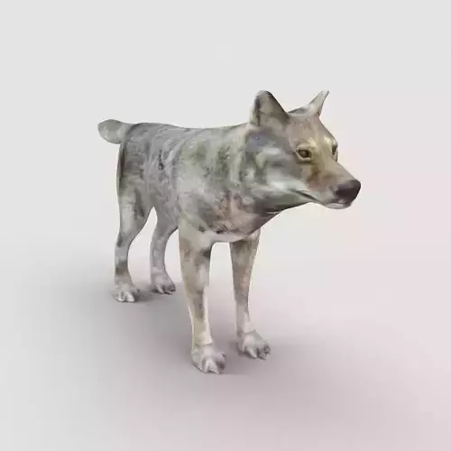 Wolf Model