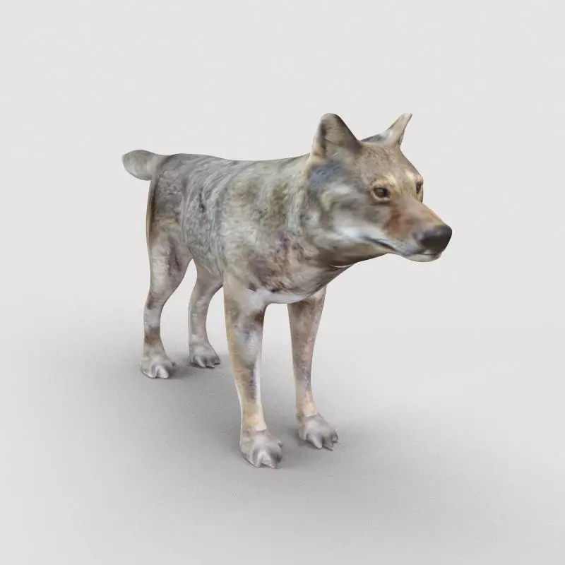 Wolf Model 3D model_0