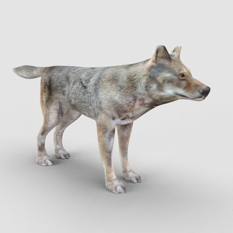 Wolf Model 3D model_1