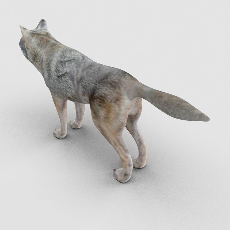Wolf Model 3D model_5