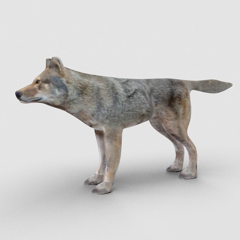 Wolf Model 3D model_4
