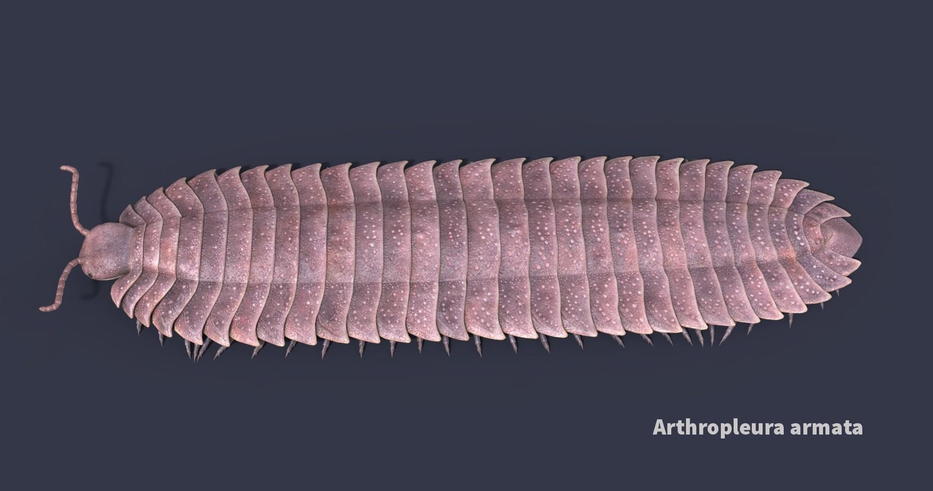 Extinct animals pack version 12 3D model_98