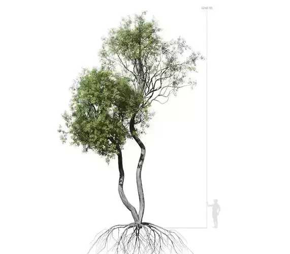 Broadleaf Tree 004  3D model