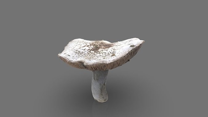 MUSHROOM 7 Low-poly 3D model 7