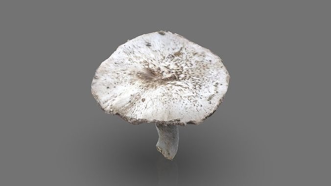 MUSHROOM 7 Low-poly 3D model 4