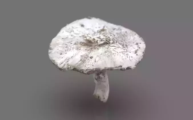 MUSHROOM 7 Low-poly 3D model