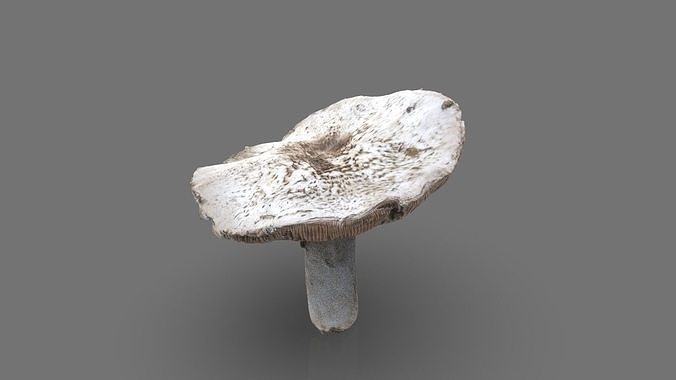 MUSHROOM 7 Low-poly 3D model 6