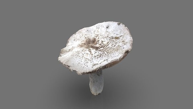 MUSHROOM 7 Low-poly 3D model 5