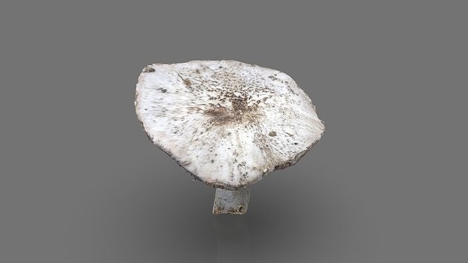 MUSHROOM 7 Low-poly 3D model 3