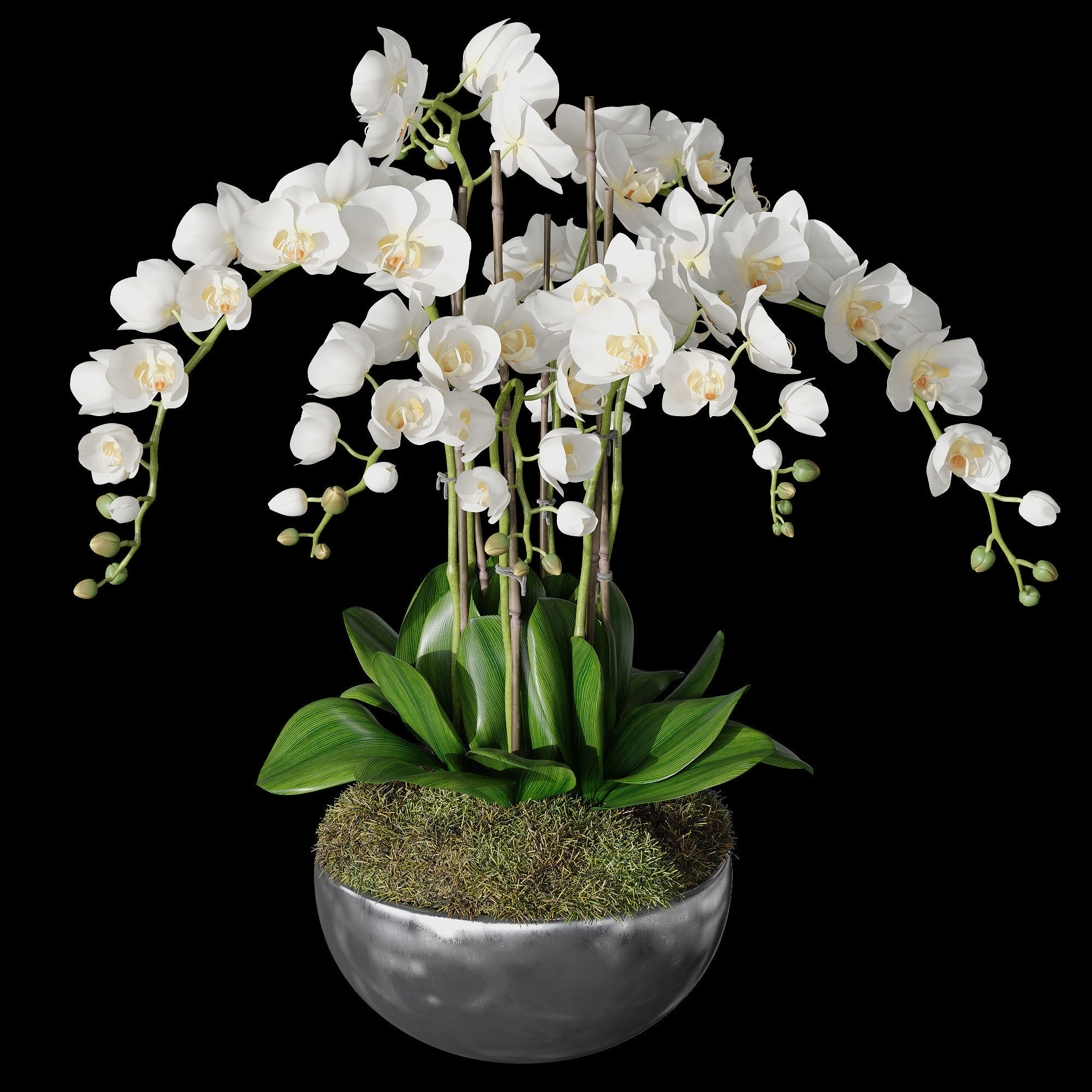 Orchid set 1 orchids in vase 3D model_1