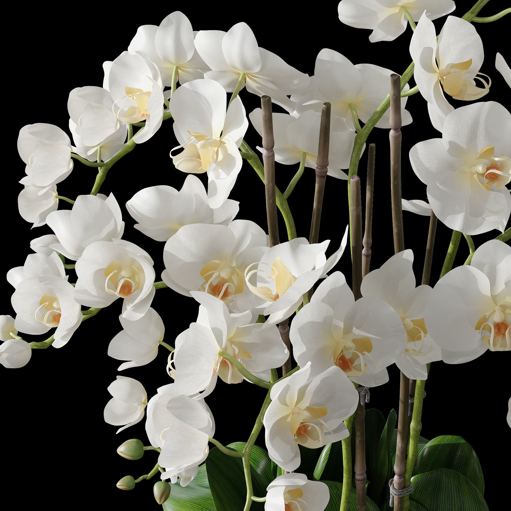 Orchid set 1 orchids in vase 3D model_2