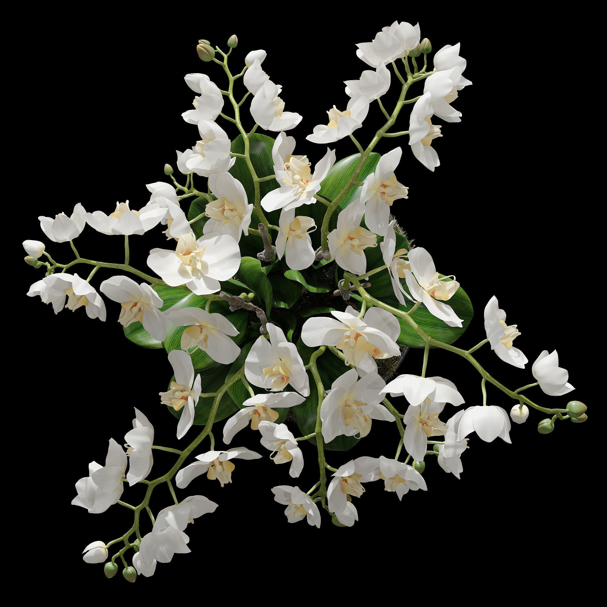 Orchid set 1 orchids in vase 3D model_12