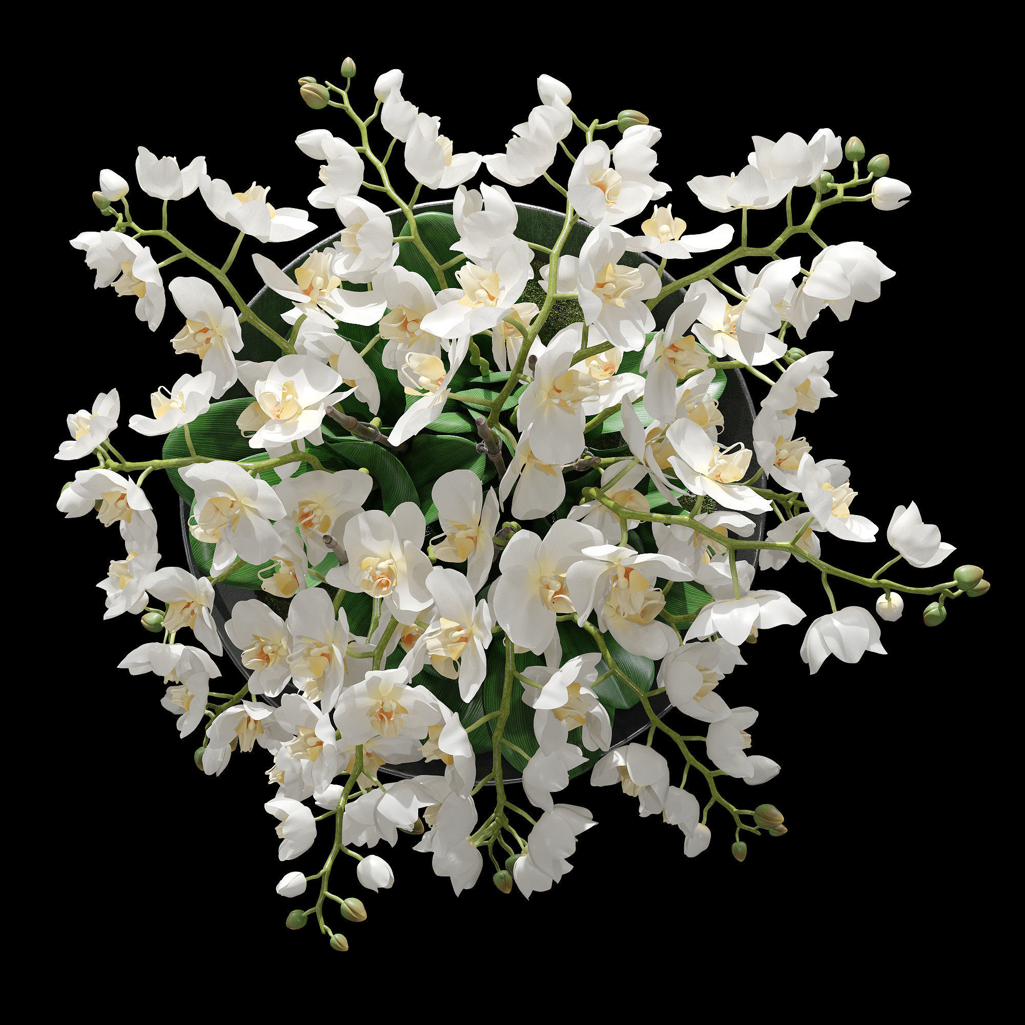 Orchid set 1 orchids in vase 3D model_6