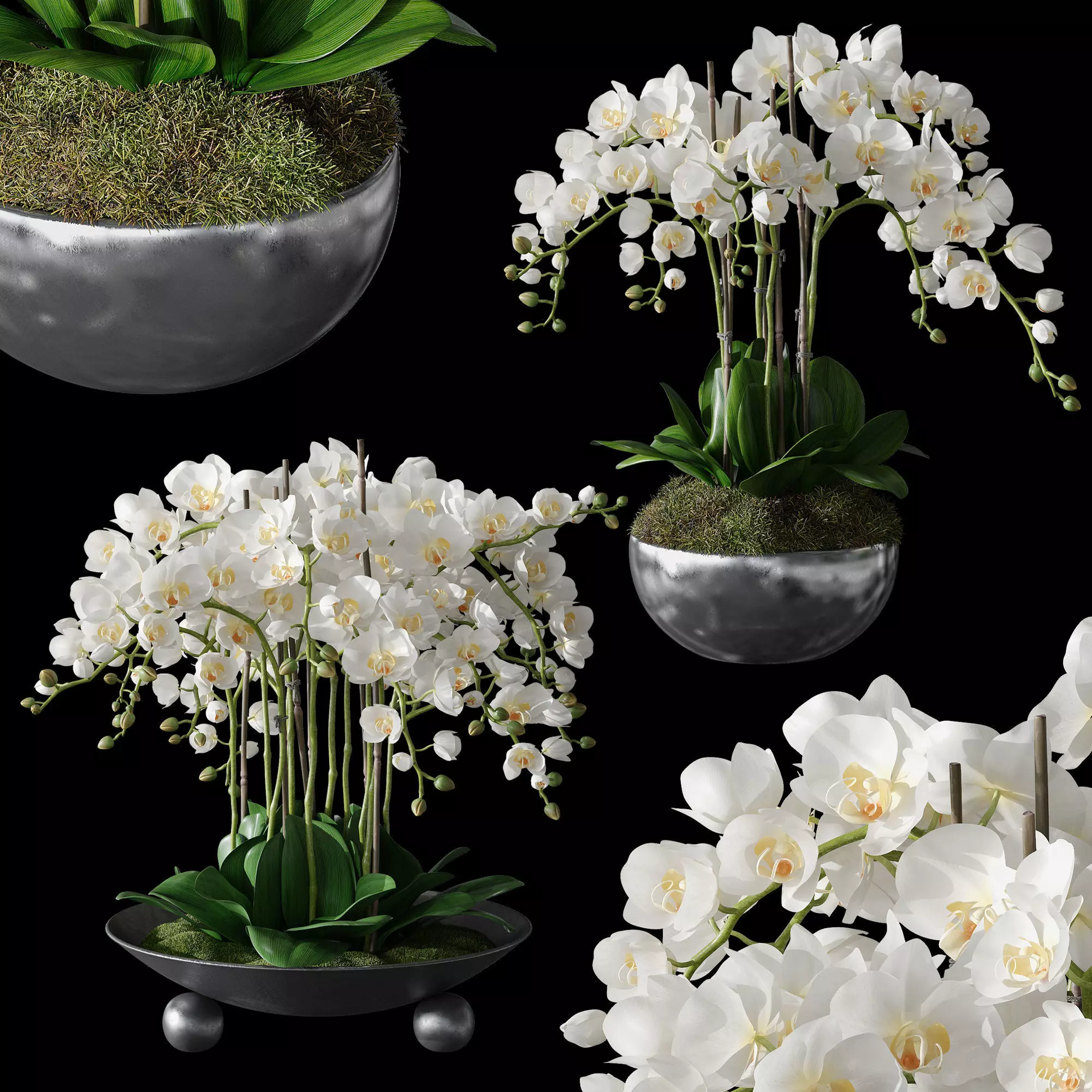 Orchid set 1 orchids in vase 3D model_0