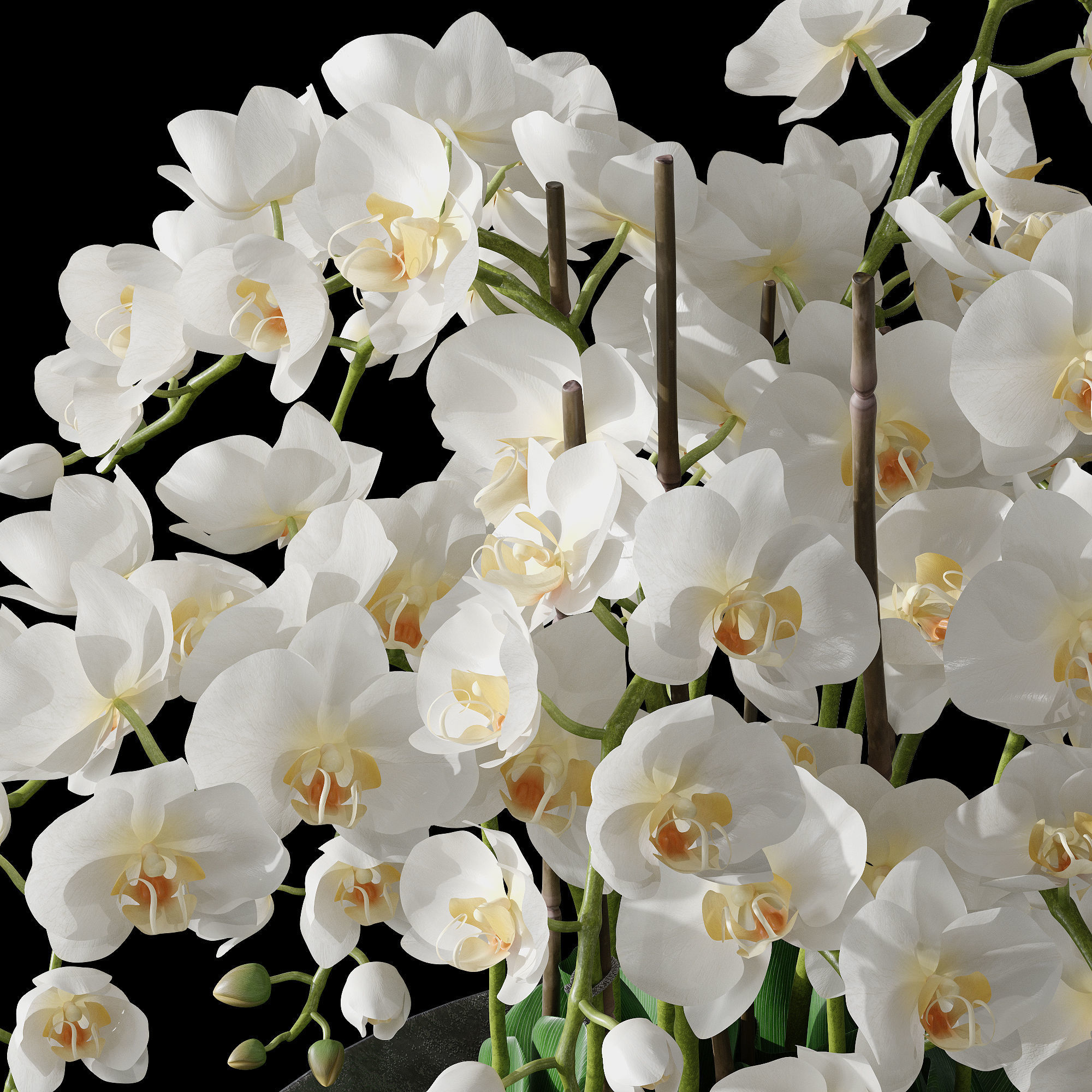 Orchid set 1 orchids in vase 3D model_8