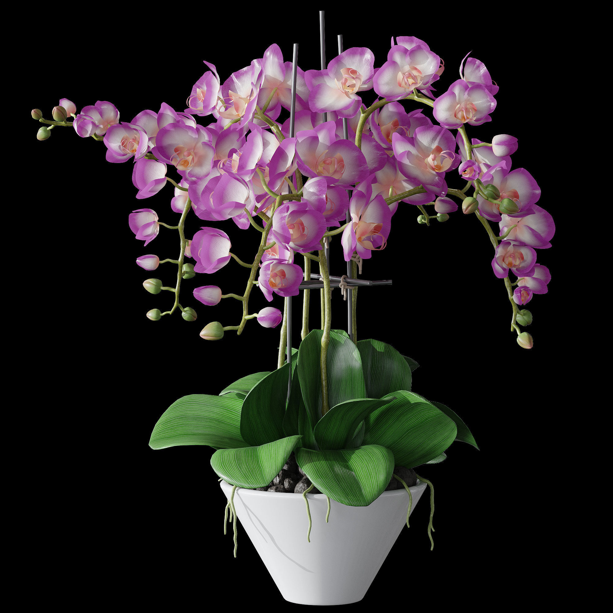 Orchid set 2 orchids 3D model_14