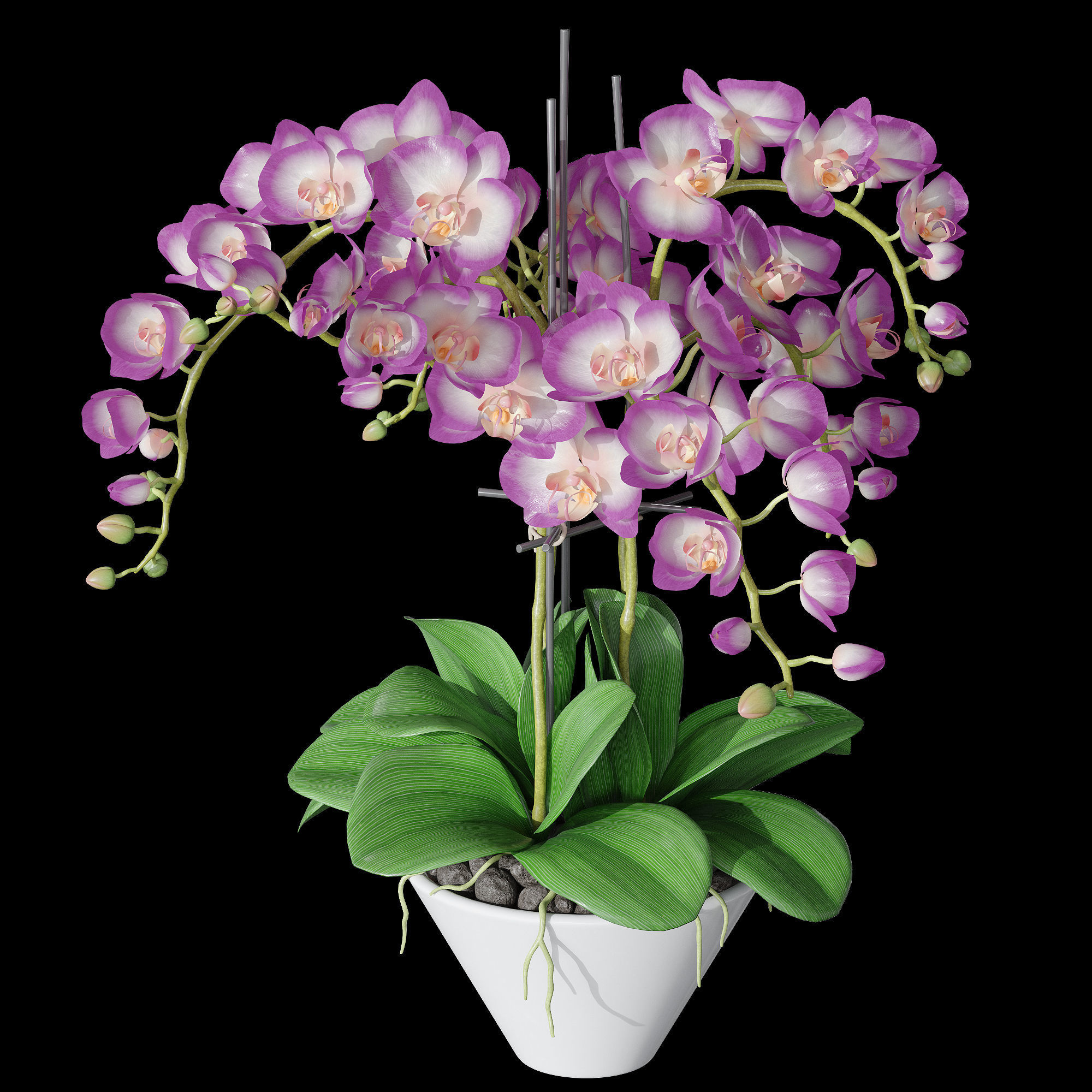 Orchid set 2 orchids 3D model_2