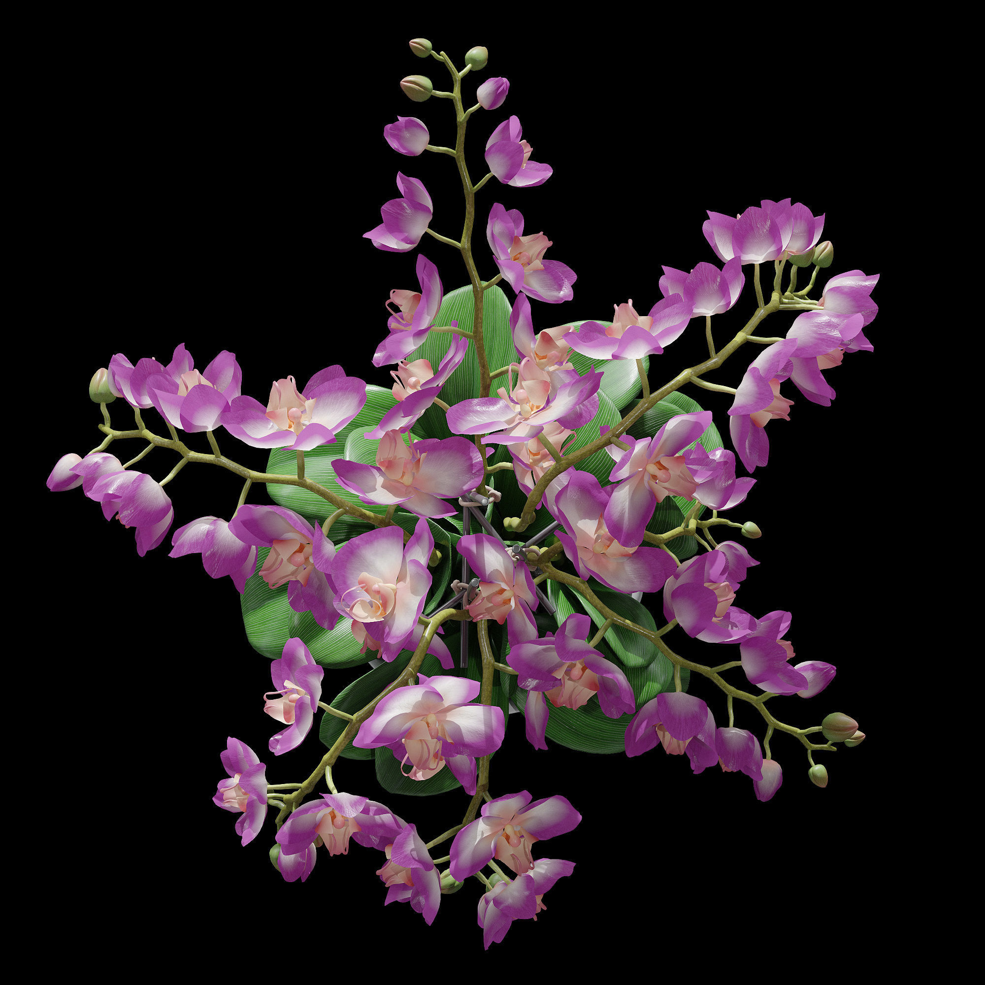 Orchid set 2 orchids 3D model_1