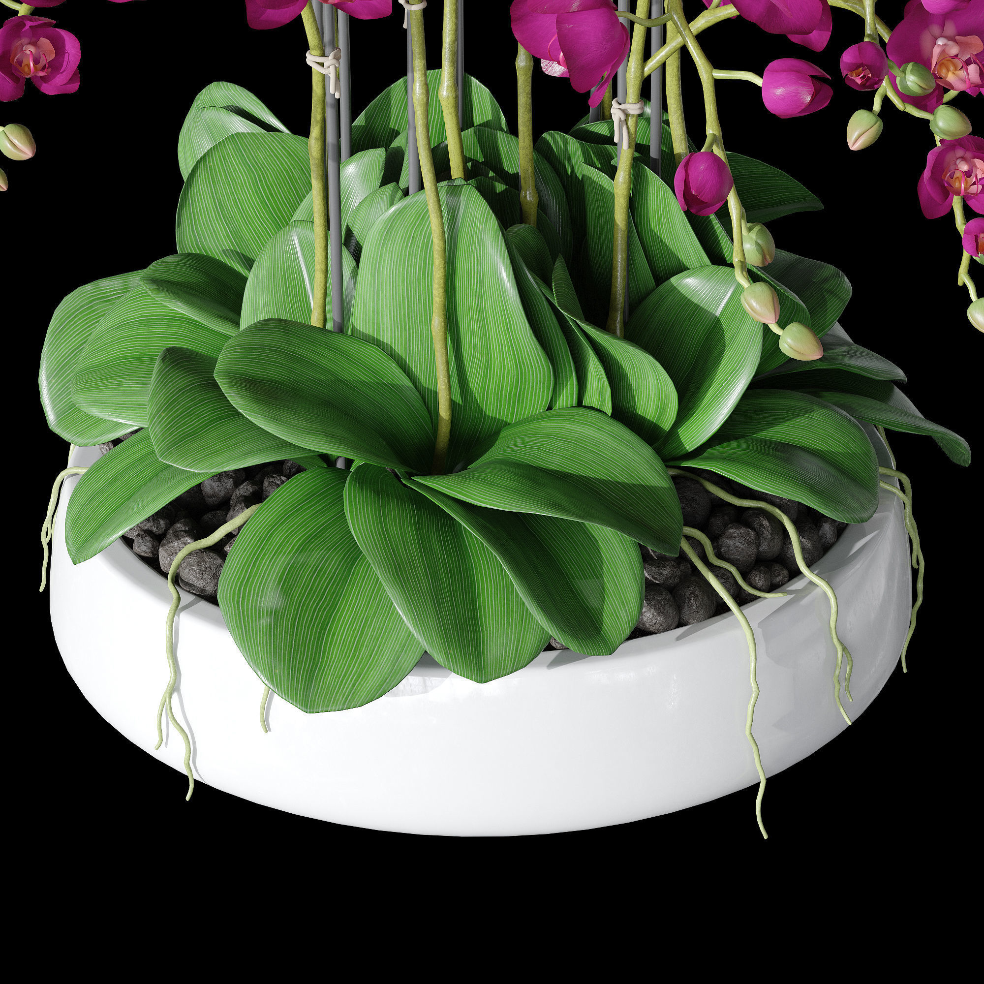 Orchid set 2 orchids 3D model_11