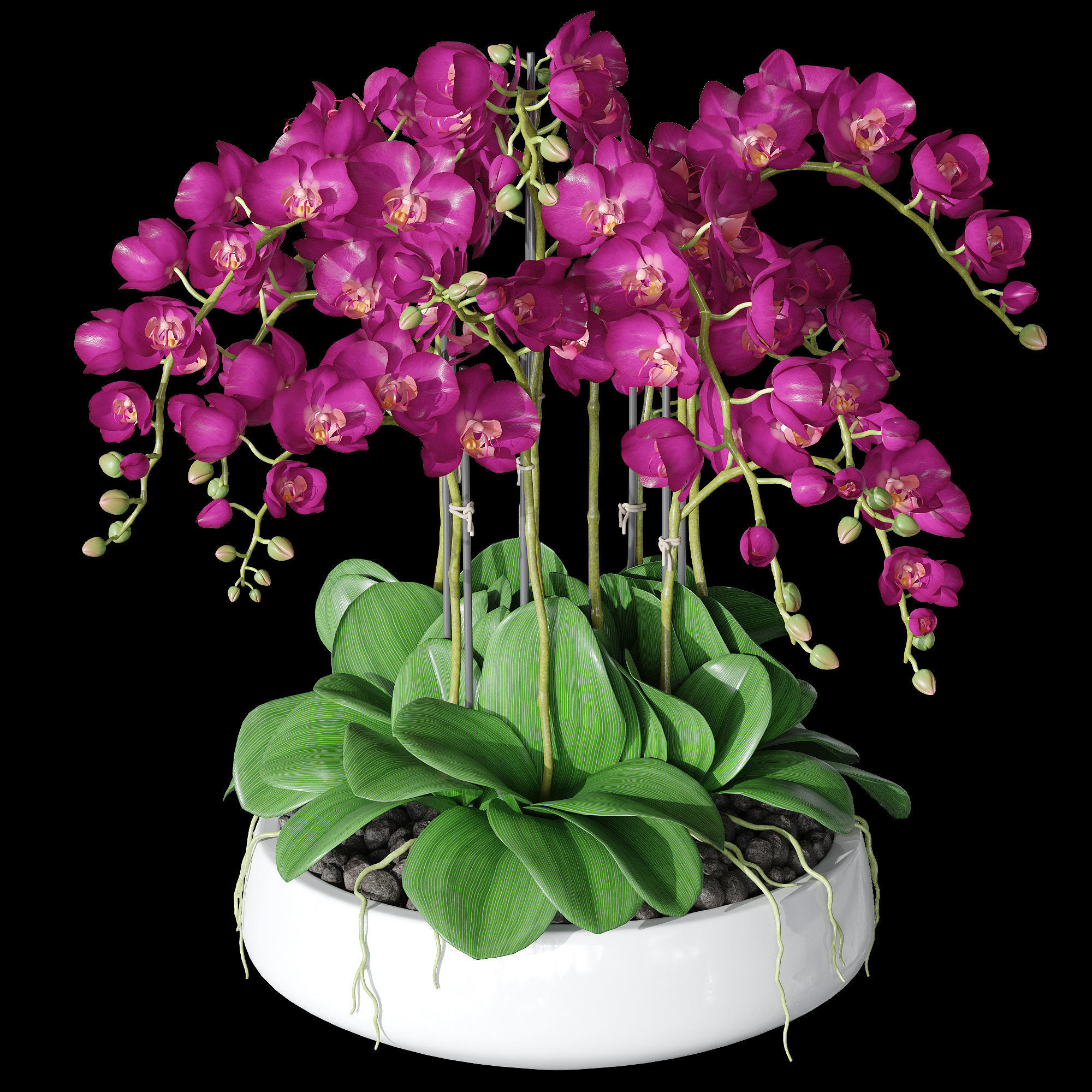 Orchid set 2 orchids 3D model_9