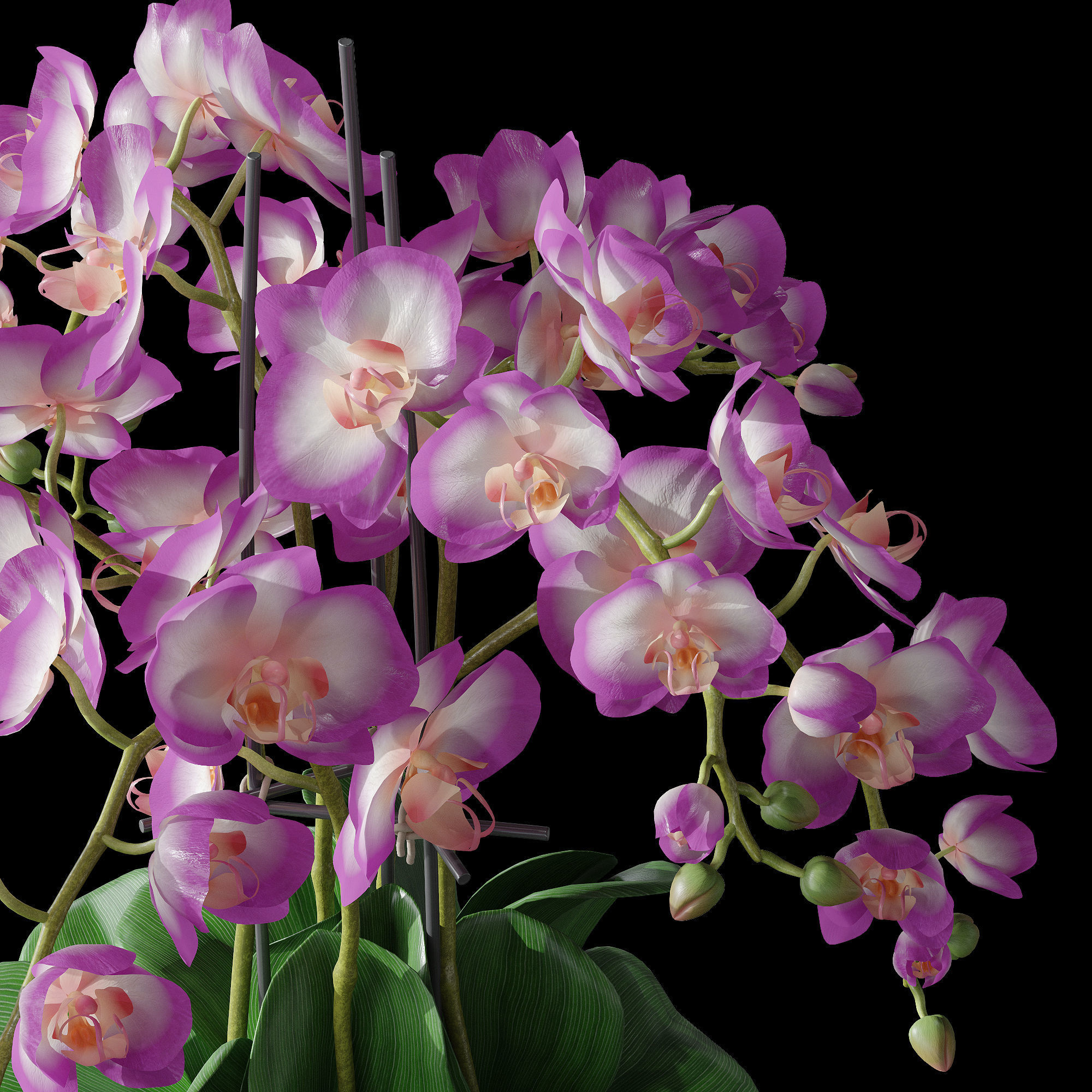 Orchid set 2 orchids 3D model_3