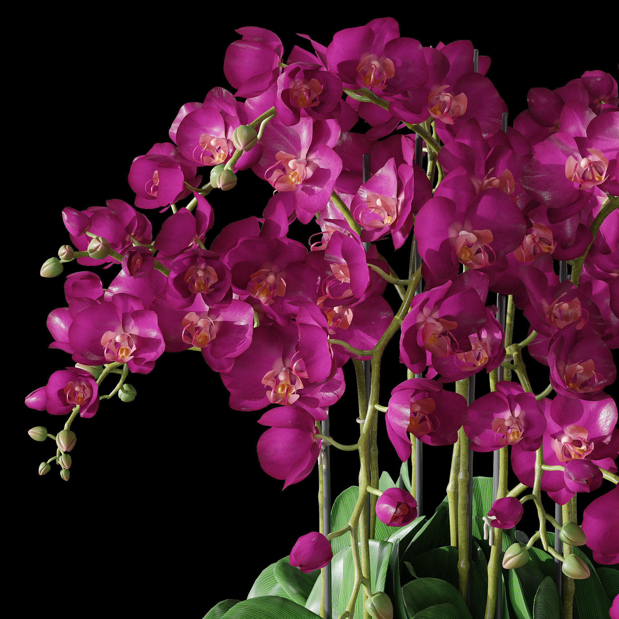 Orchid set 2 orchids 3D model_7