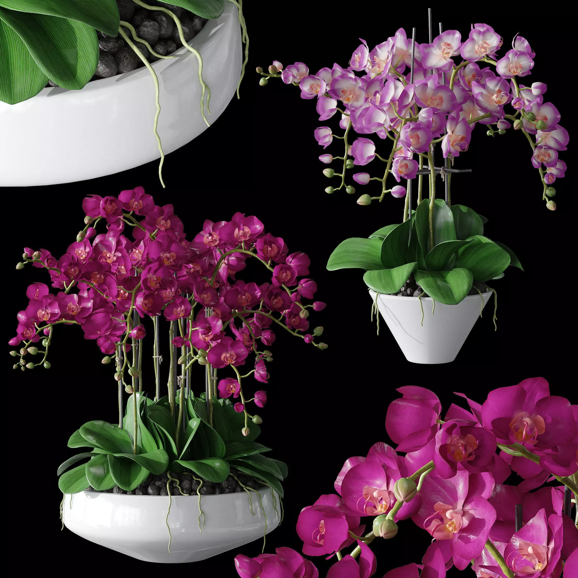 Orchid set 2 orchids 3D model_0