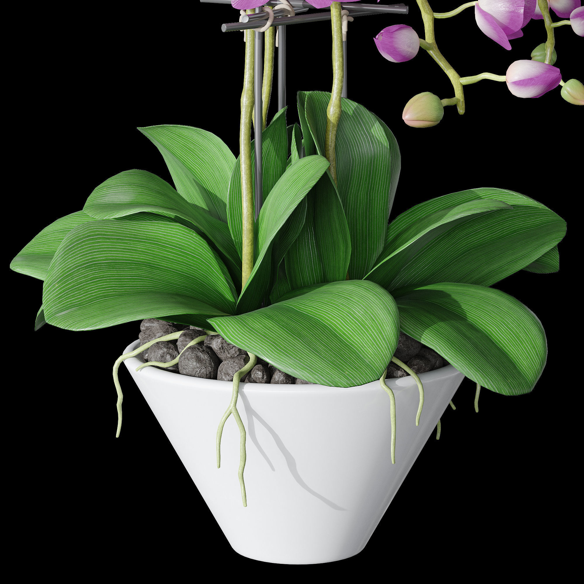 Orchid set 2 orchids 3D model_4