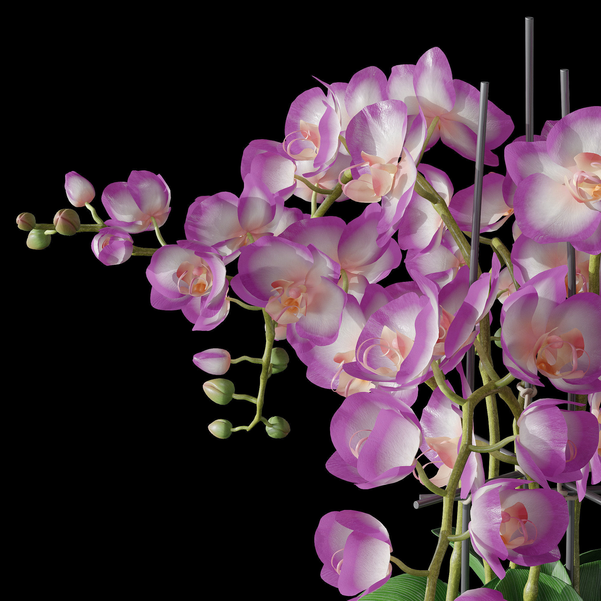Orchid set 2 orchids 3D model_13