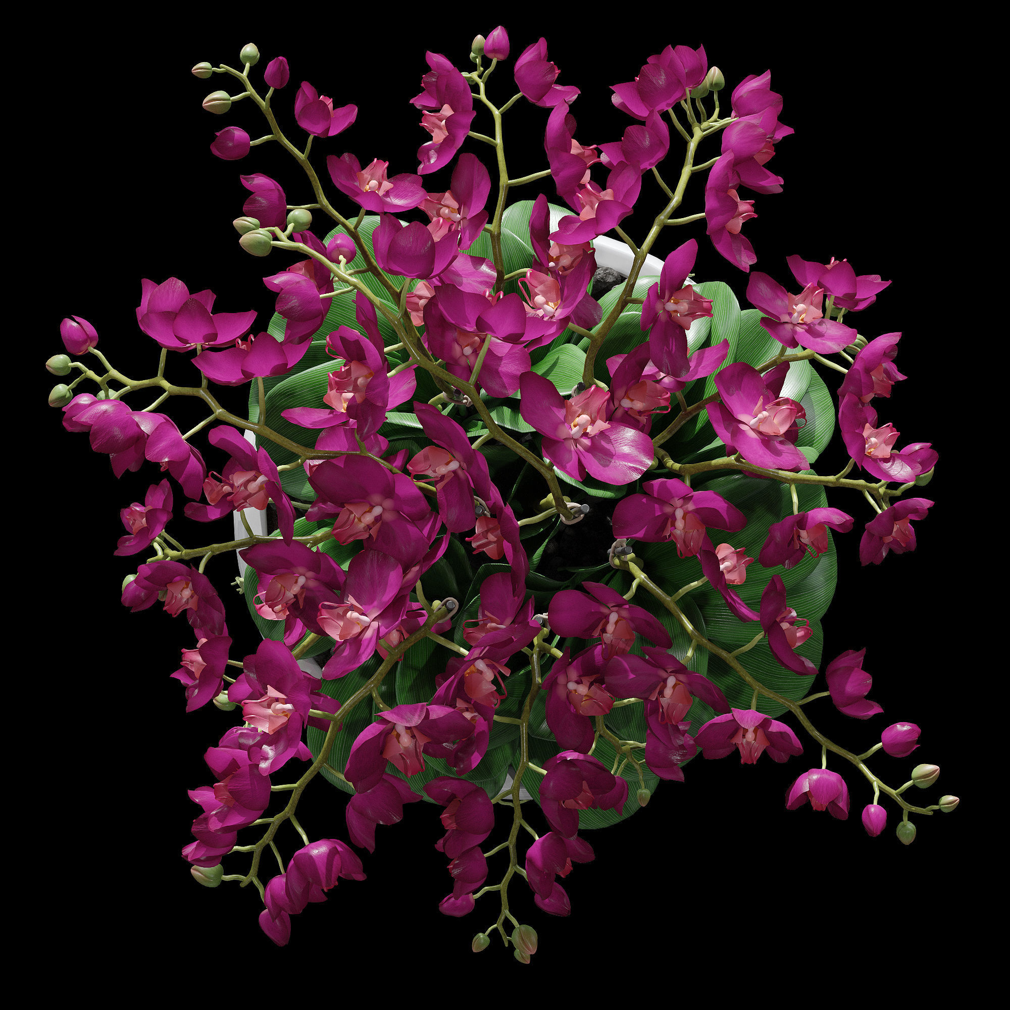 Orchid set 2 orchids 3D model_8