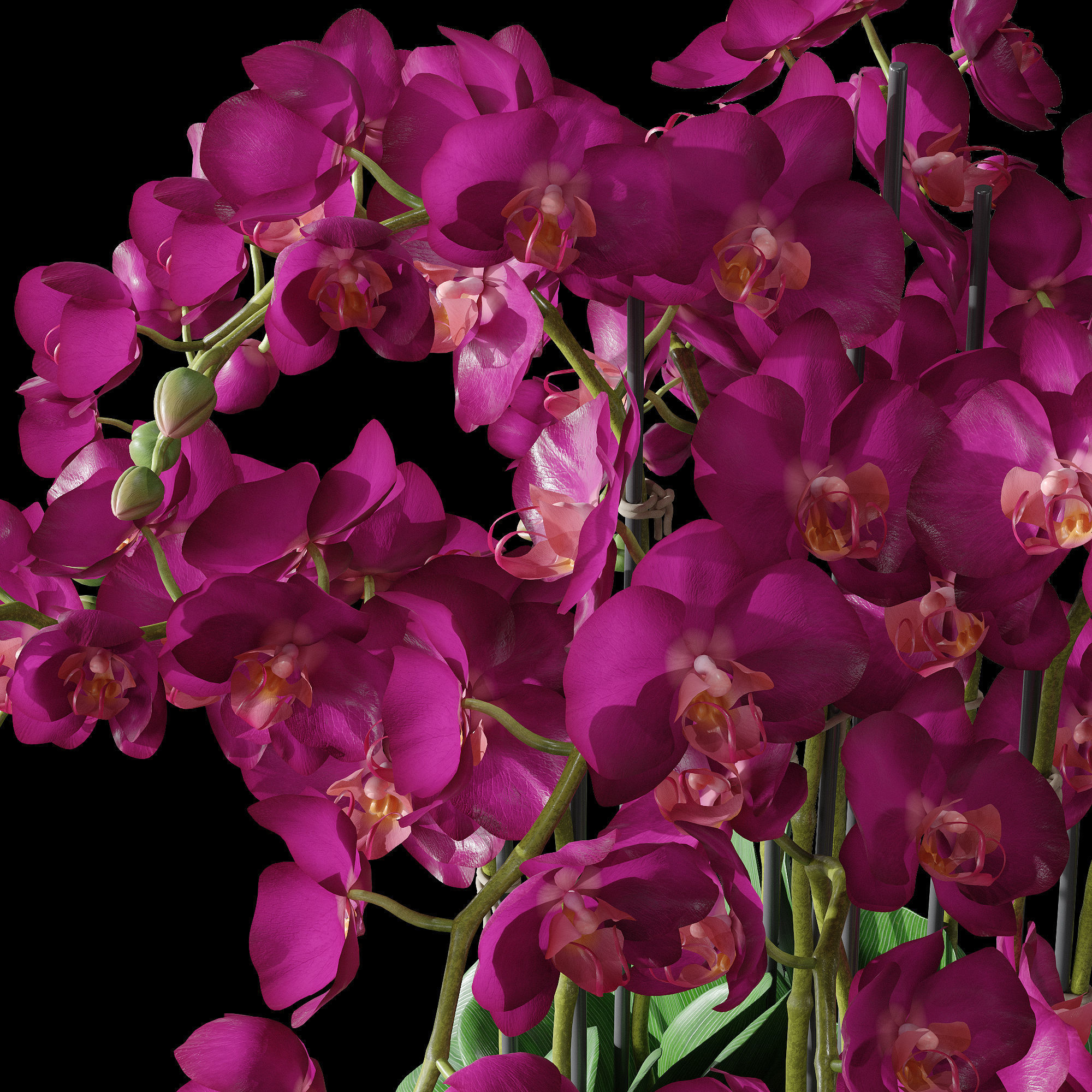 Orchid set 2 orchids 3D model_10