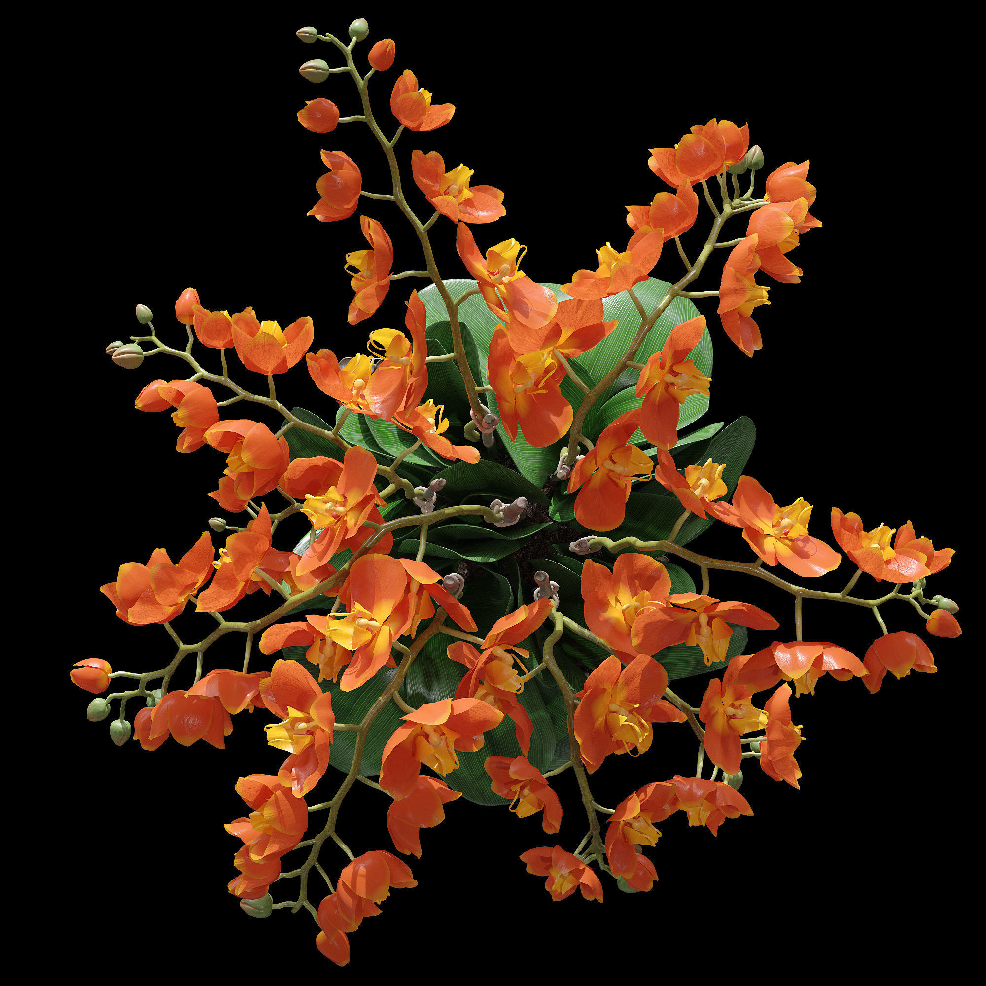 Orchid set 3 orchids 3D model_8