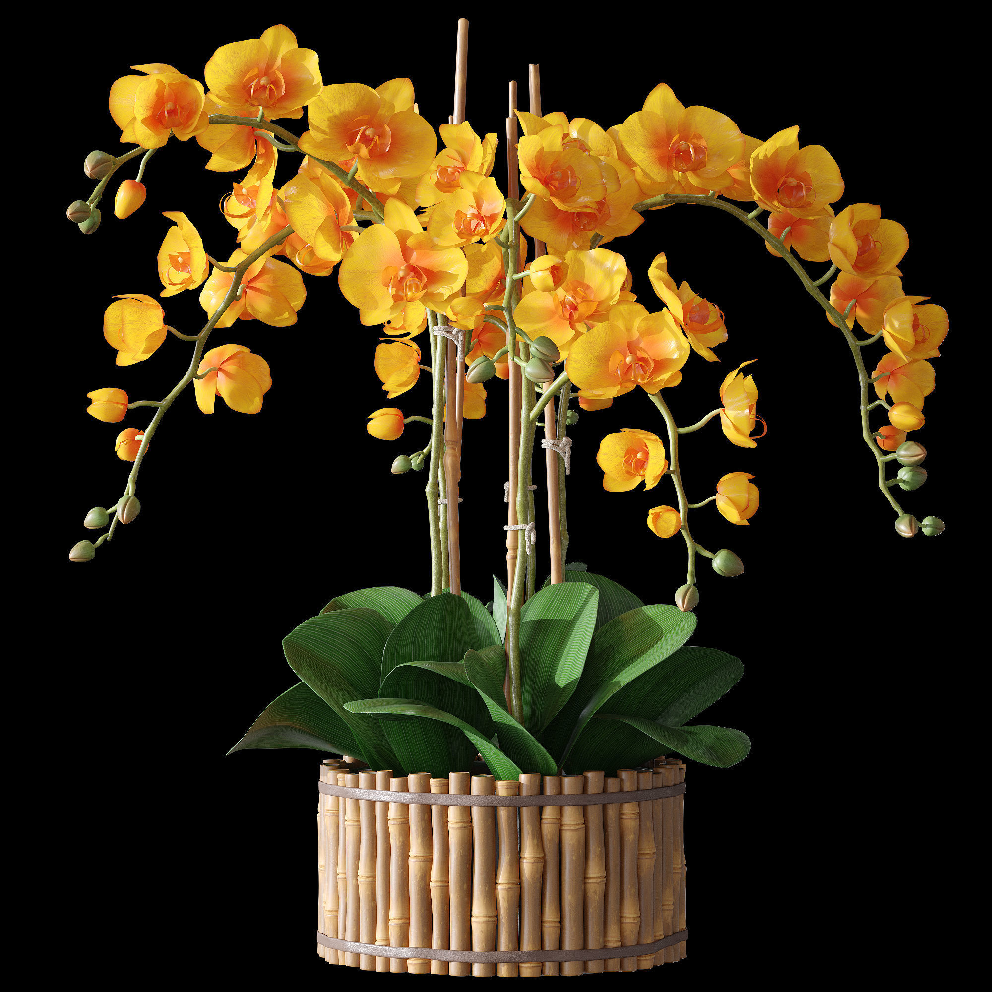 Orchid set 3 orchids 3D model_14