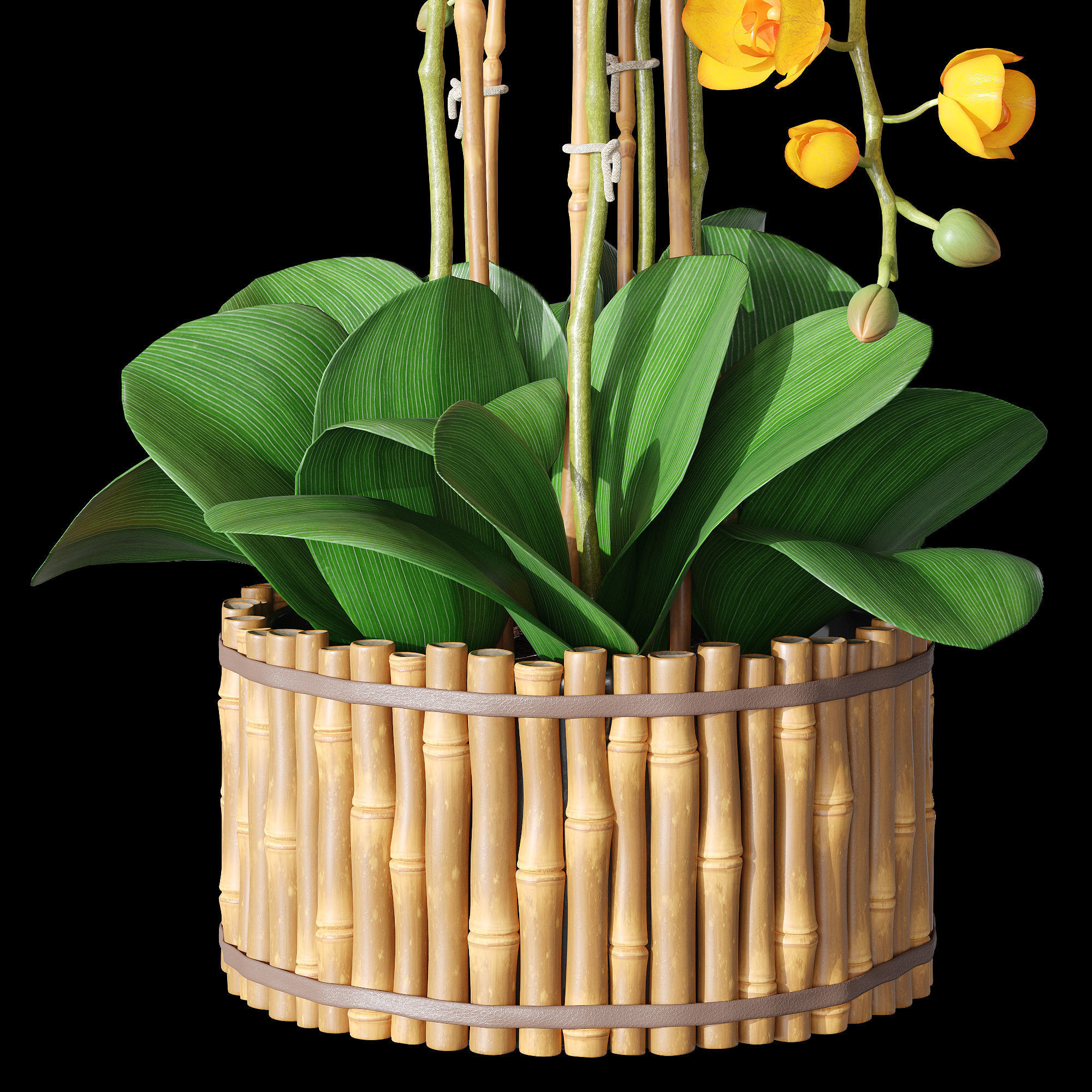 Orchid set 3 orchids 3D model_4