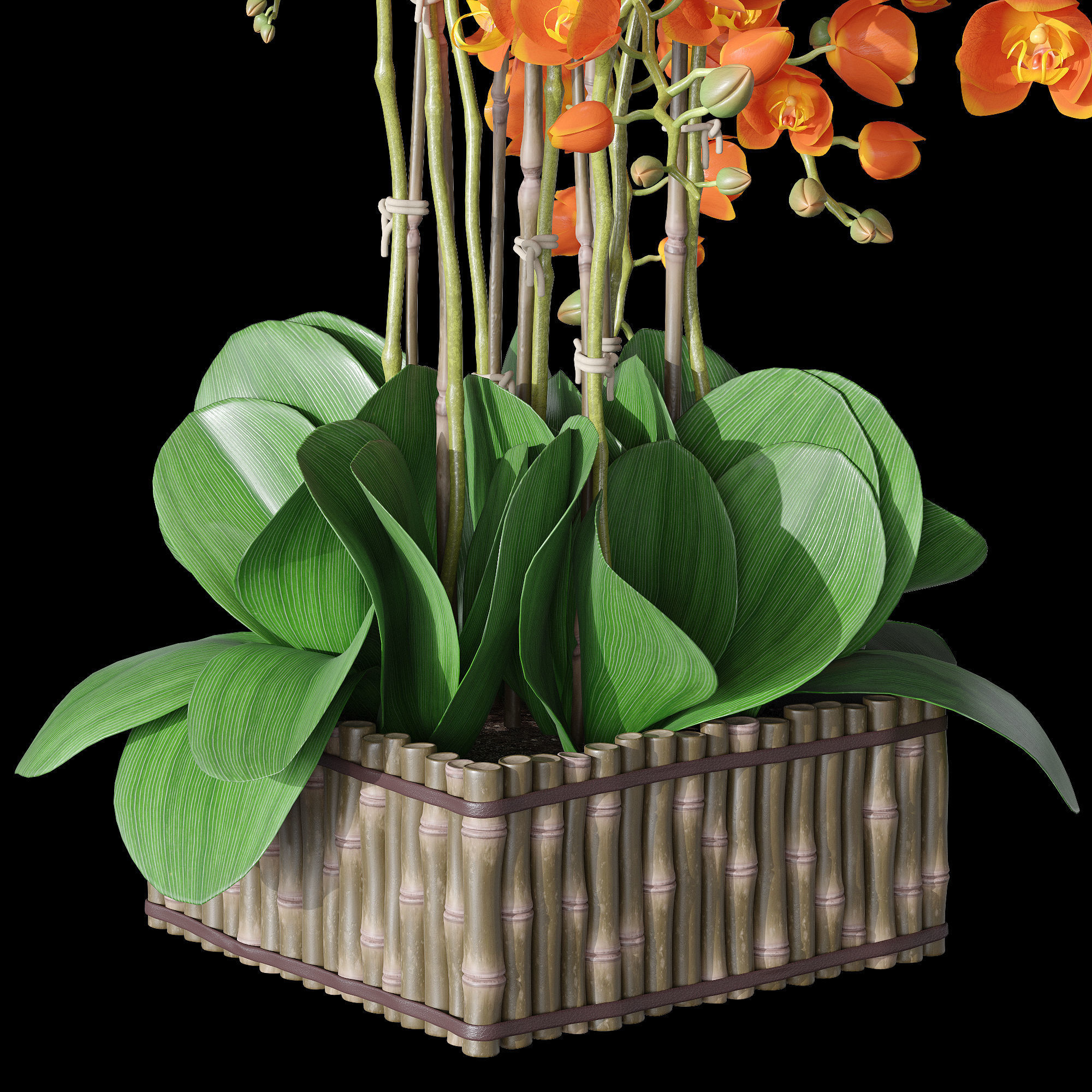 Orchid set 3 orchids 3D model_11