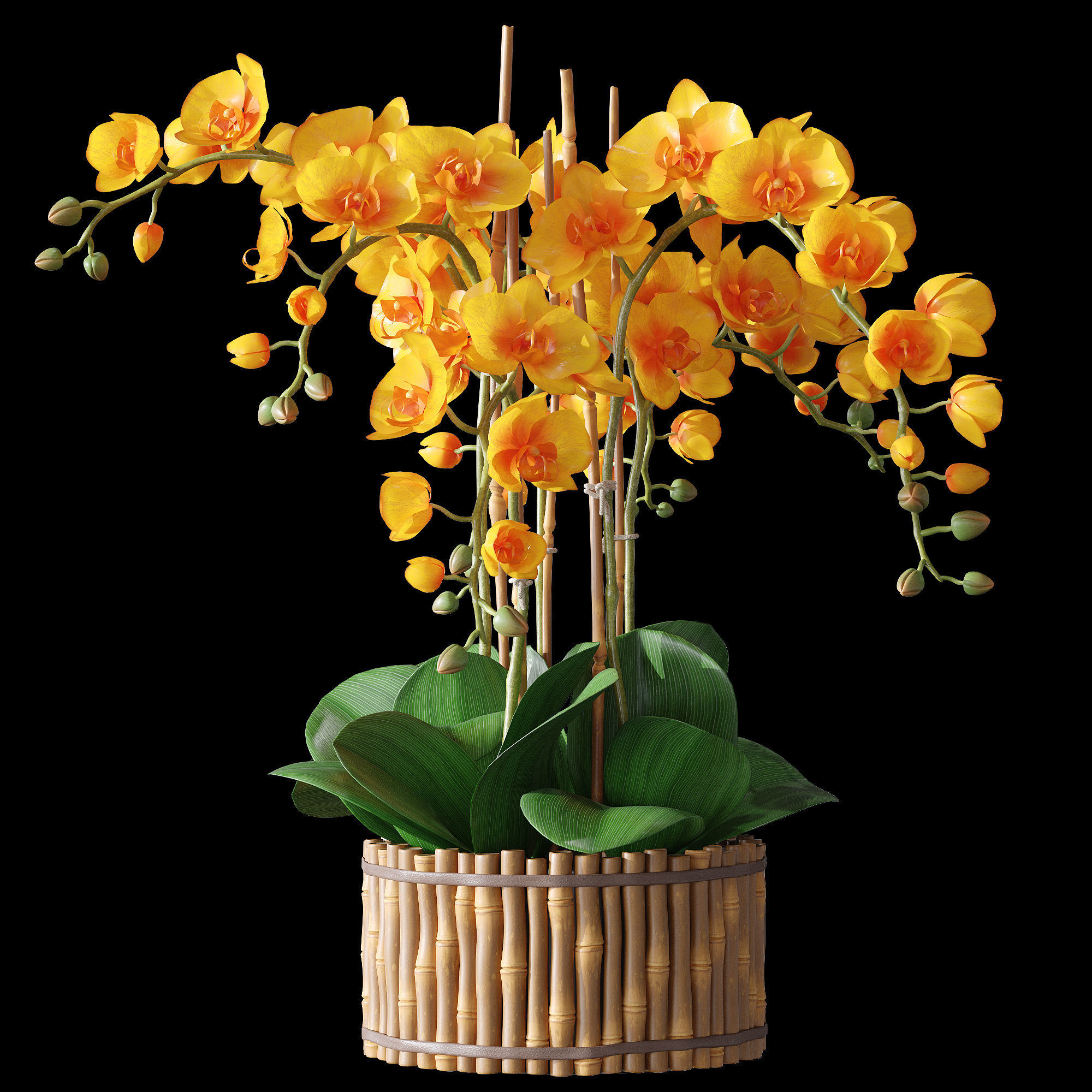 Orchid set 3 orchids 3D model_13