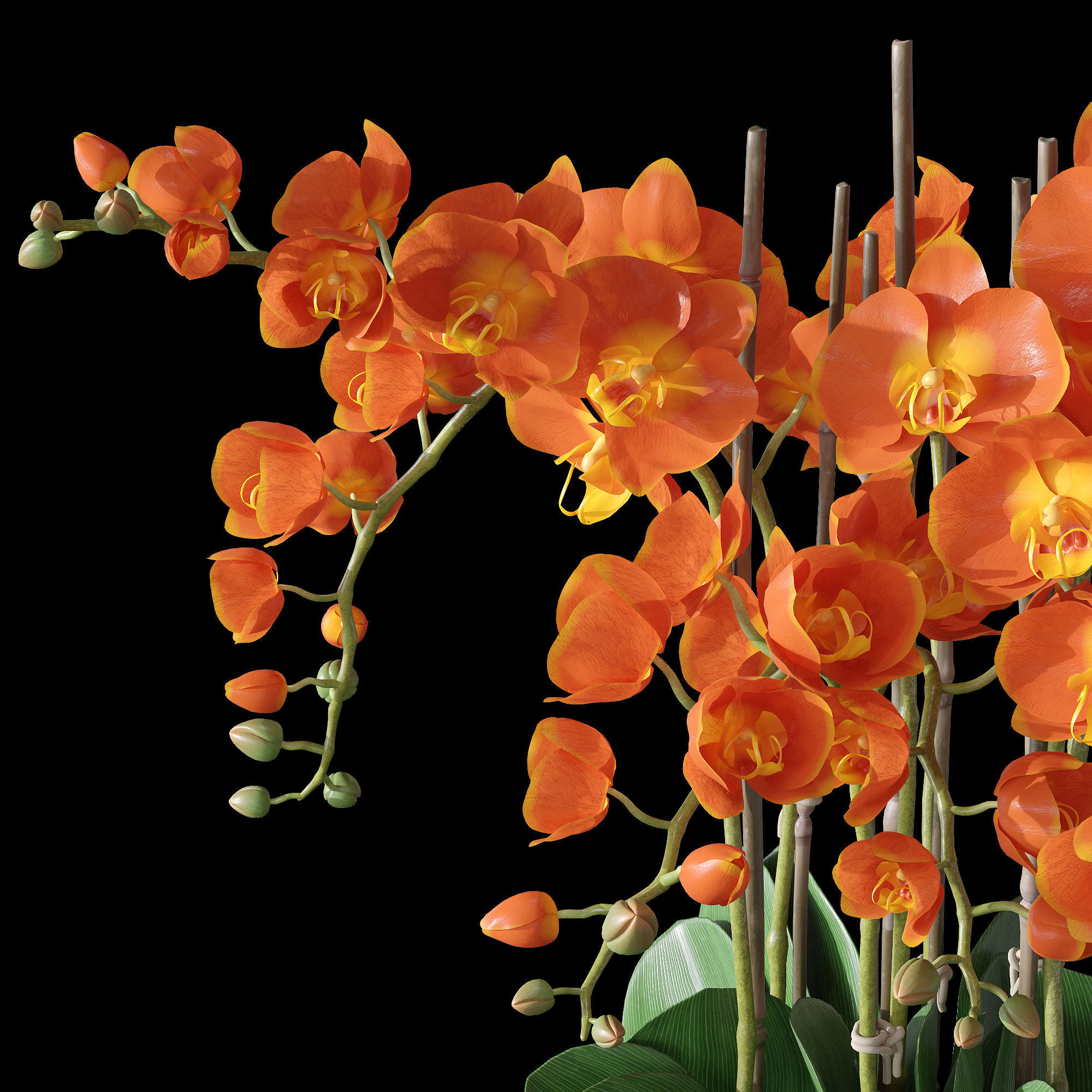 Orchid set 3 orchids 3D model_9