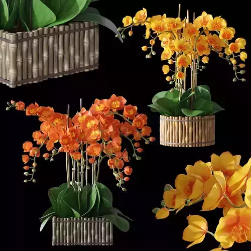 Orchid set 3 orchids