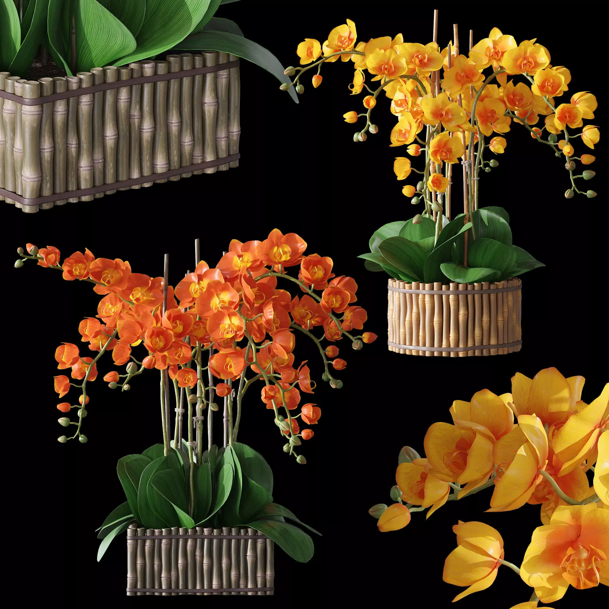Orchid set 3 orchids 3D model_0
