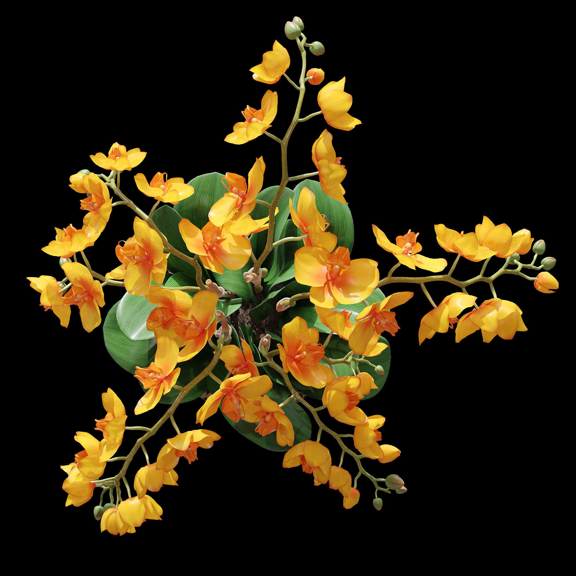 Orchid set 3 orchids 3D model_2