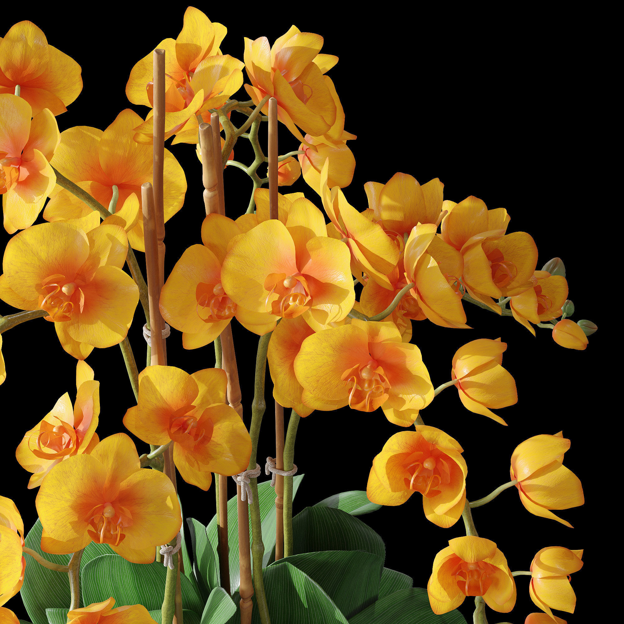 Orchid set 3 orchids 3D model_3