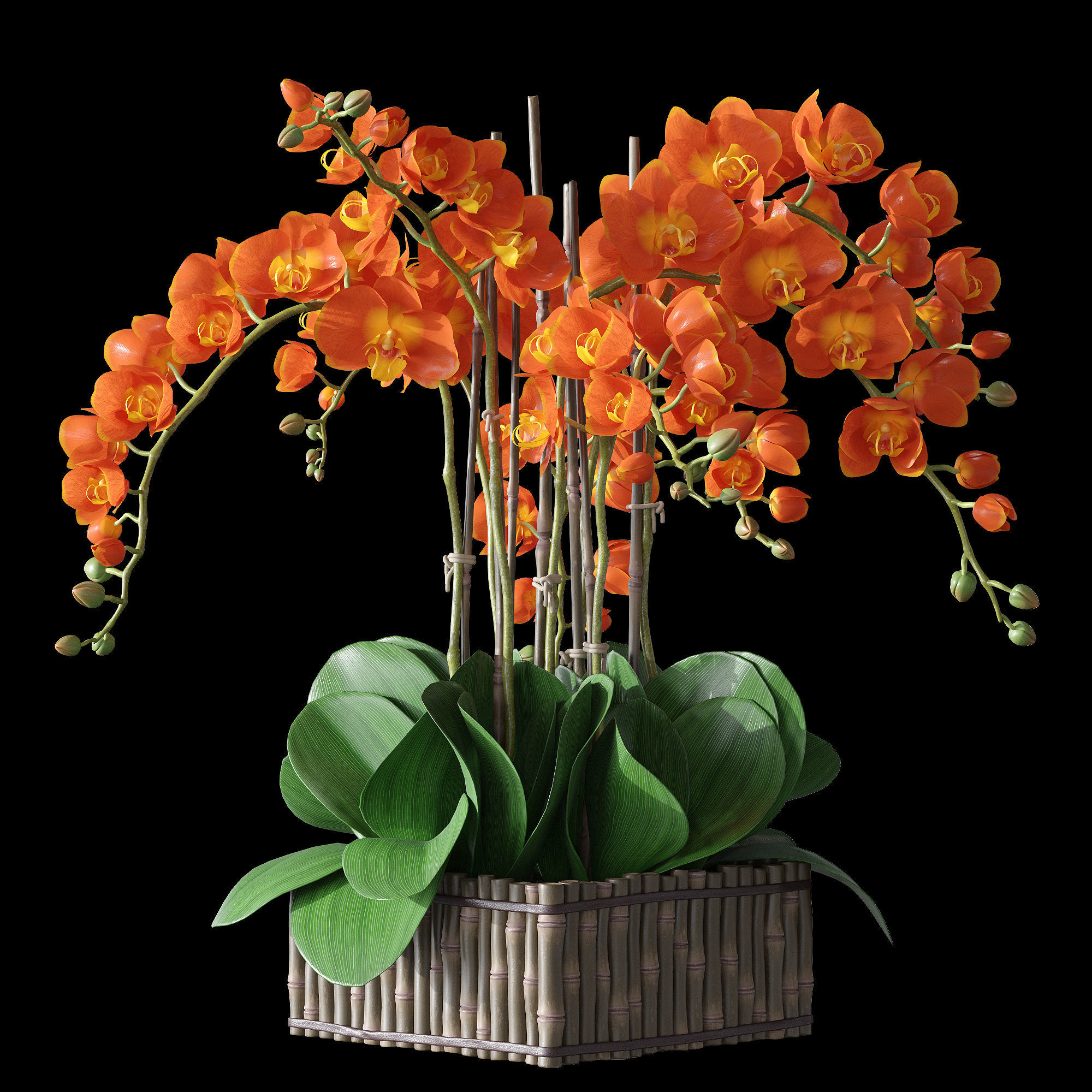 Orchid set 3 orchids 3D model_7
