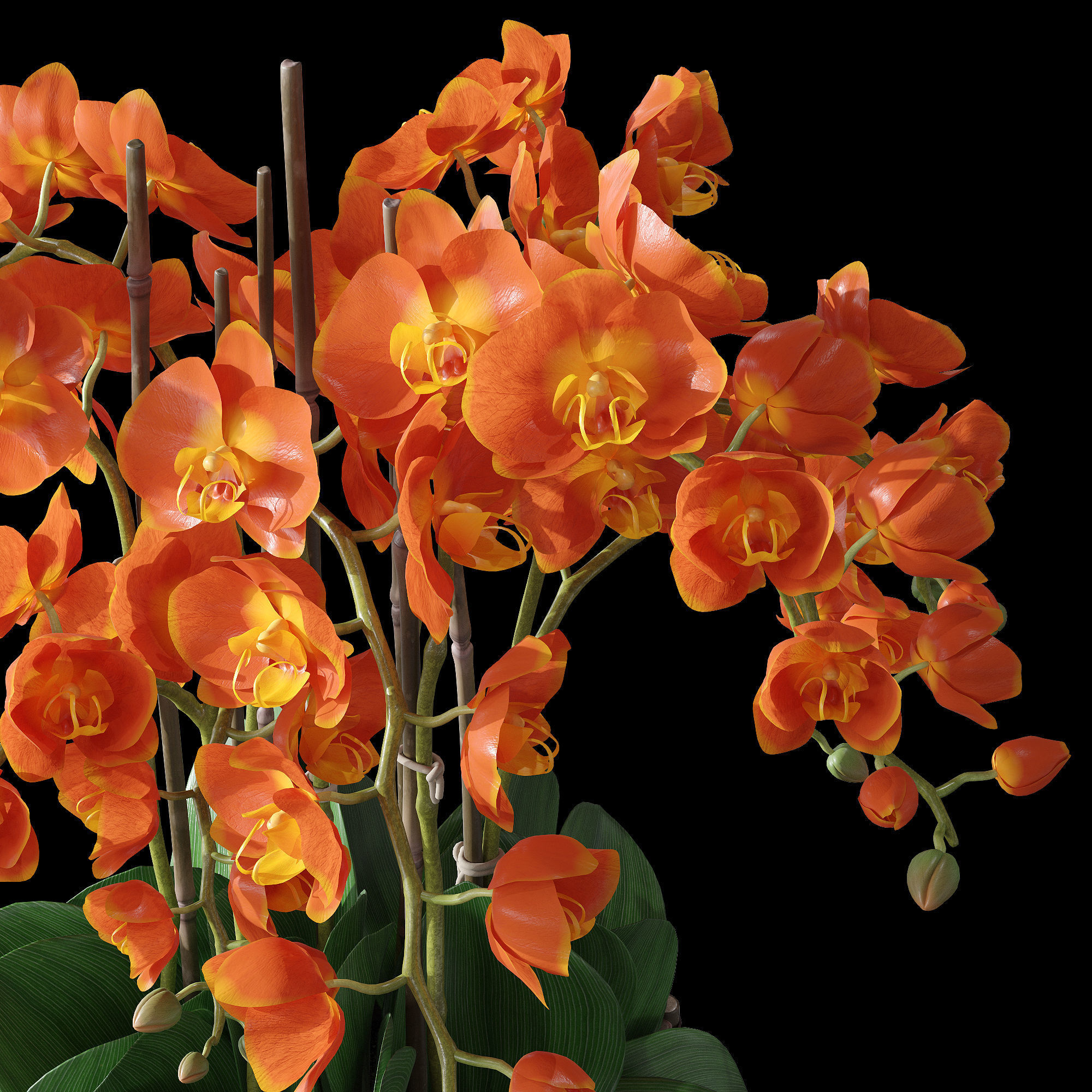 Orchid set 3 orchids 3D model_10